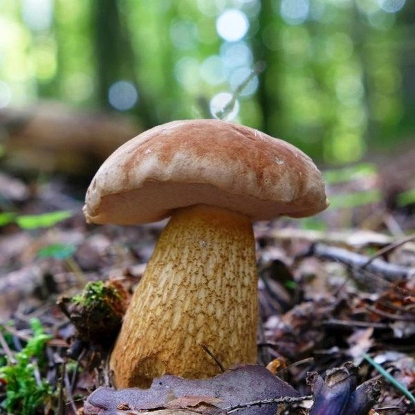 Источник: iwciagr/Shutterstock/Fotodom.ru