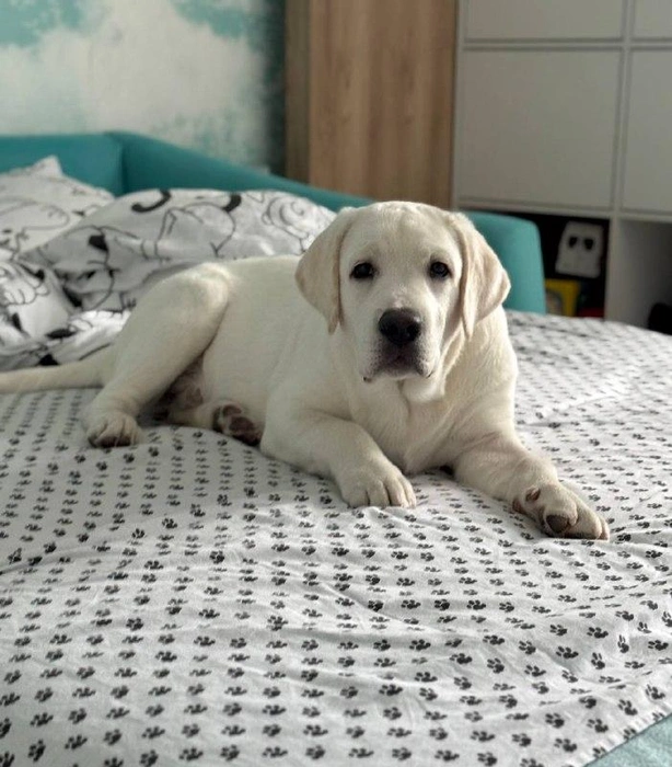 Пёс явно скучает по солнечным денькам и длительным прогулкам на свежем воздухе | Источник: читательница НГС Юлия