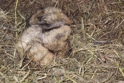 Groundhog Filimon misses holiday, foretelling extended winter