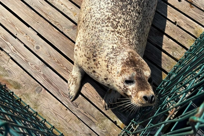 Тюлененок с перевернутым носом попал в ребцентр «Тюлень»