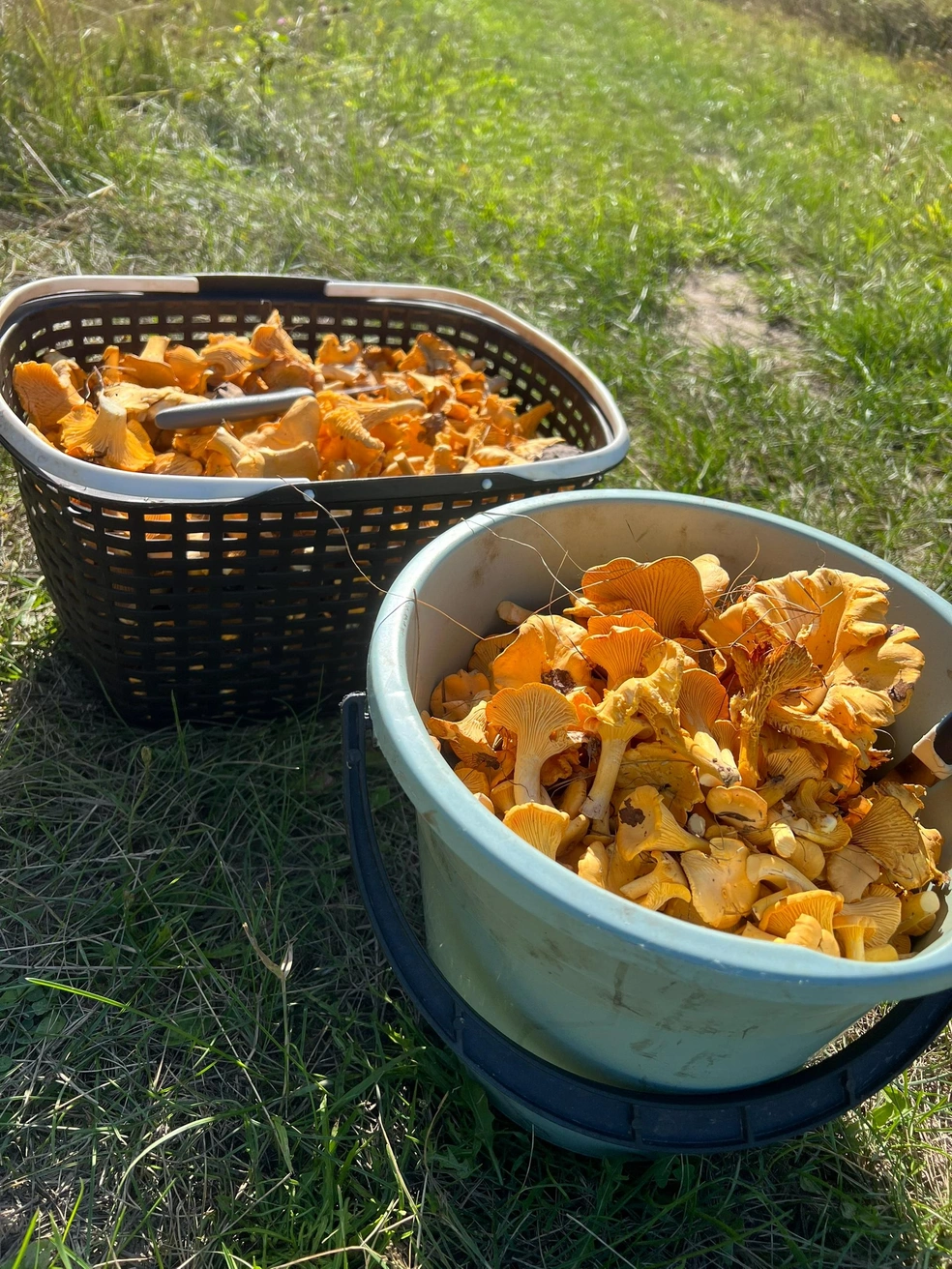 Источник: Екатерина Баженова / «Грибы и грибники Екатеринбурга и Свердловской области» / Vk.com