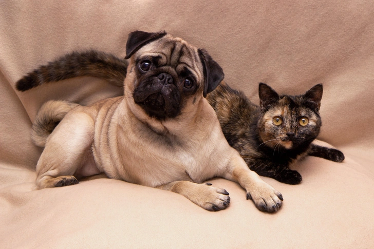 Если в доме есть другие питомцы, мопс станет другом и для них  | Источник: Shutterstock