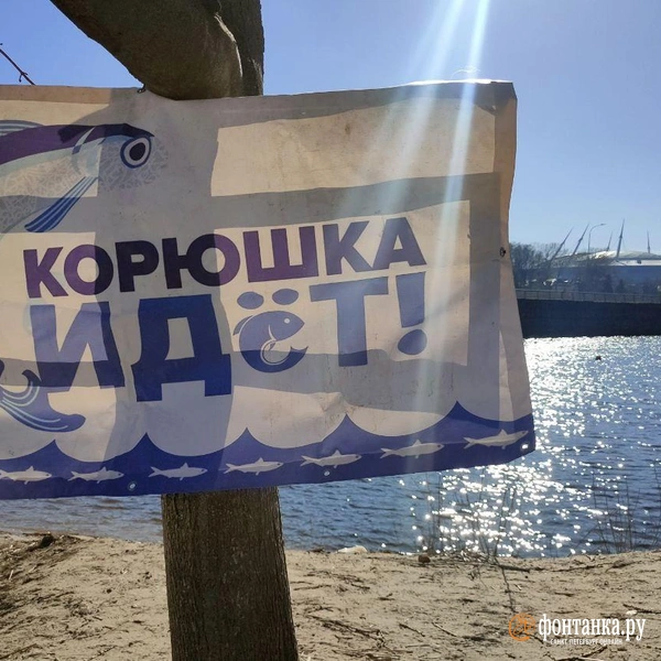 на набережной Мартынова | Источник: Михаил Огнев / «Фонтанка.ру»