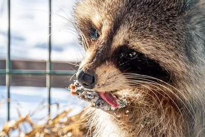 Chita Zoo and Amodovo to Raise Ticket Prices