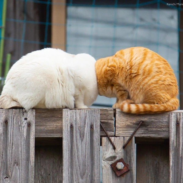 Источник: Comedy Pet Photography Awards