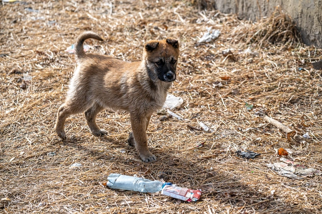 В Оренбурге снова не смогли найти подрядчика на отлов бродячих собак | Источник: Олег Фёдоров / CHITA.RU