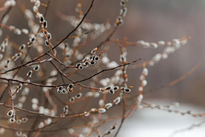Морозы вернутся в Алтайский край на выходных