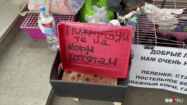 В коробочке с пожертвованиями накопилось довольно много монеток | Источник: Алексей Кожевников / 59.RU