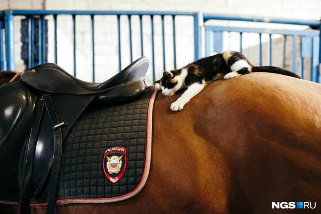 Это «внештатная сотрудница» подразделения. Котенок по имени Ириска на довольствии в полиции не состоит, но выполняет очень важную работу: отпугивает мышей, которые не прочь полакомиться овсом, а в сене устроить гнездо | Источник: Андрей Бортко / NGS.RU