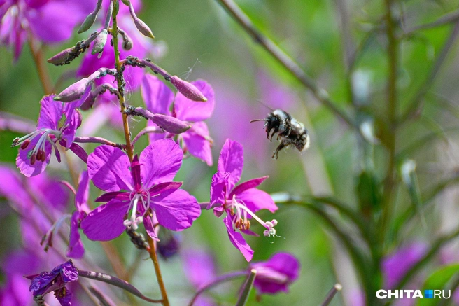 Мор пчёл&nbsp;— один из ярких примеров воздействия пестицидов | Источник: Олег Фёдоров / CHITA.RU