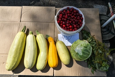 Лучшие сорта кабачков для грунта от агронома