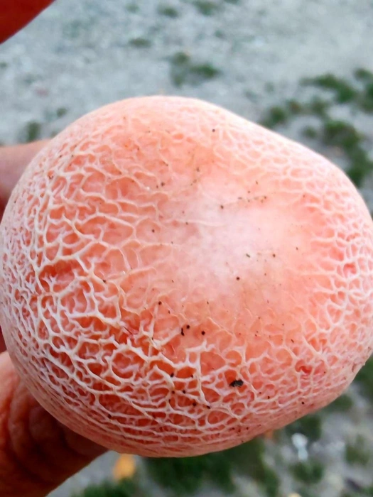 Цвет шляпки зависит от степени освещения | Источник: Жигулевский заповедник / t.me