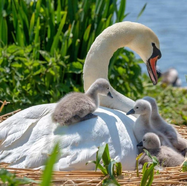 11 самых милых фото детенышей диких животных: фотограф снял редкие кадры — два лисенка играют на природе 🦊