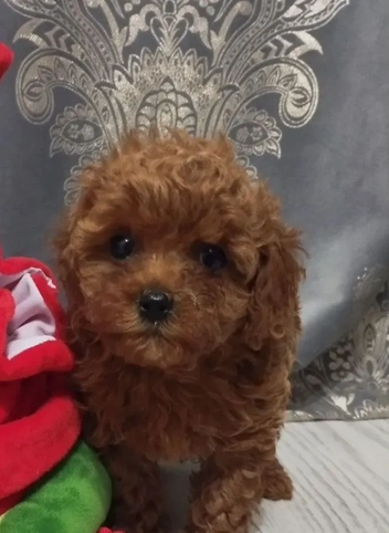 Источник: Avito.ru