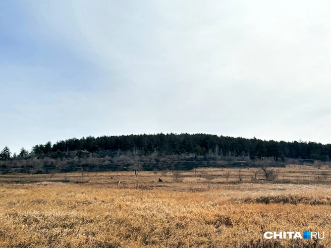 Пожар немного затронул лес | Источник: очевидец