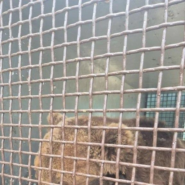 Источник: Северо-Западное межрегиональное управление Россельхознадзора