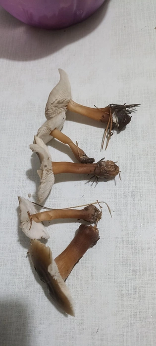 Грибы находят в разных районах области  | Источник: Елена Колчина / «Грибы Екатеринбурга и Свердловской области» во «ВКонтакте»