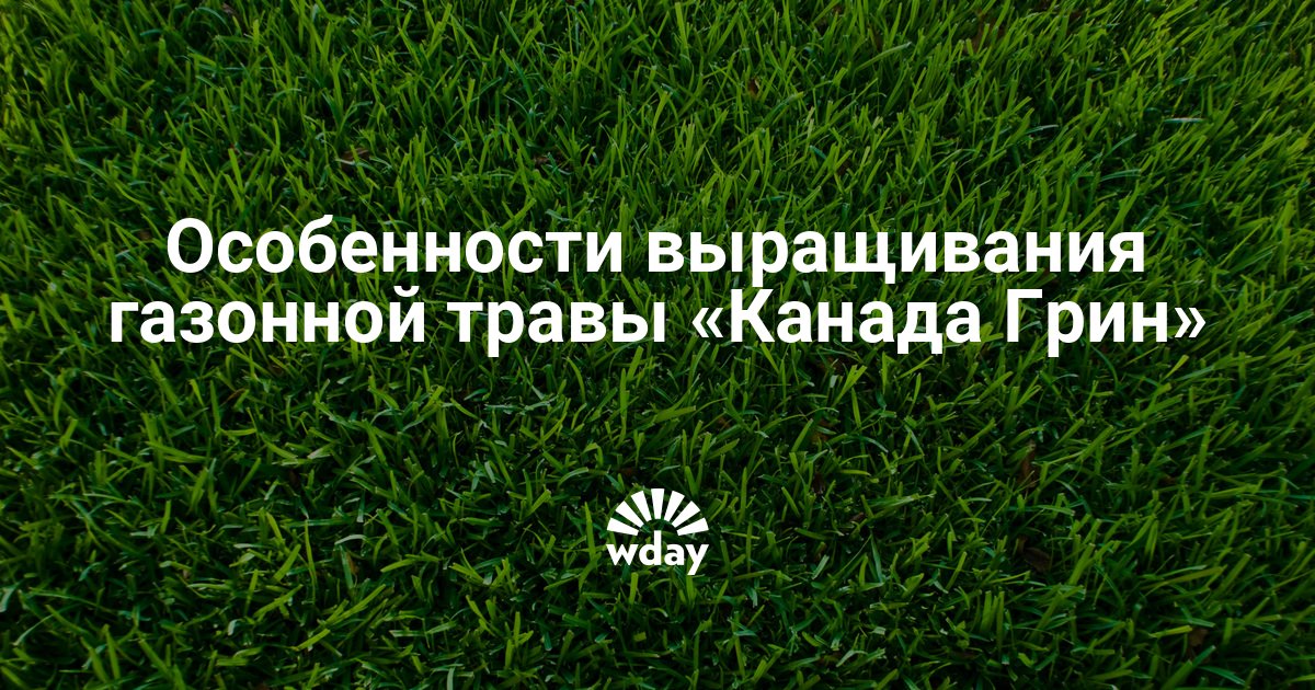 Трава канада. Канада Грин газонная трава. Баннер с газонной травой и вечнозелеными растениями. Канада Грин как сажать. Полли Грин.