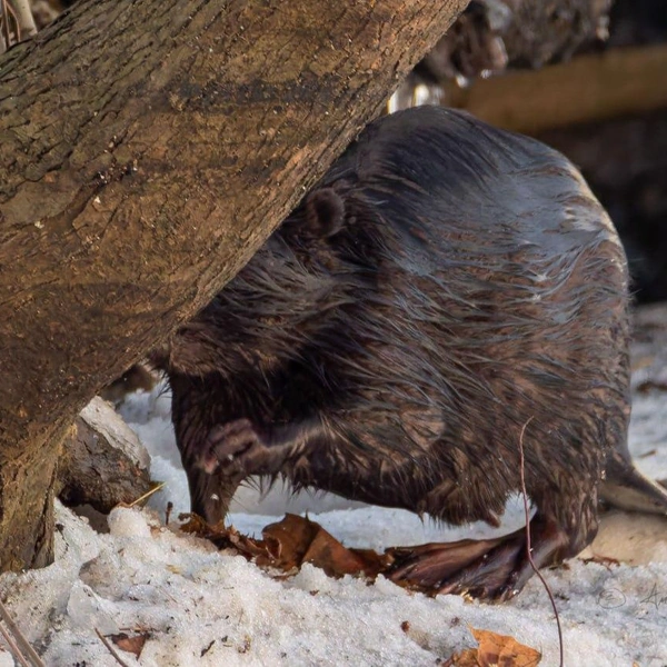 Источник: Антон Кубышкин / «Грибы и Грибники СПб»