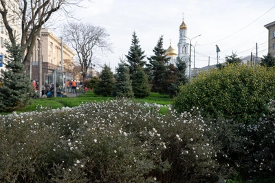 Ростов впервые пережил осень без заморозков