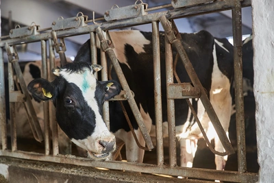 В Свердловской области запретили вывоз молока из-за пастереллеза