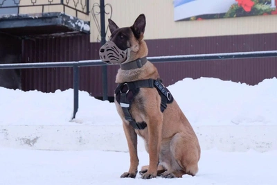 Служебная овчарка из Якутска лидирует в конкурсе