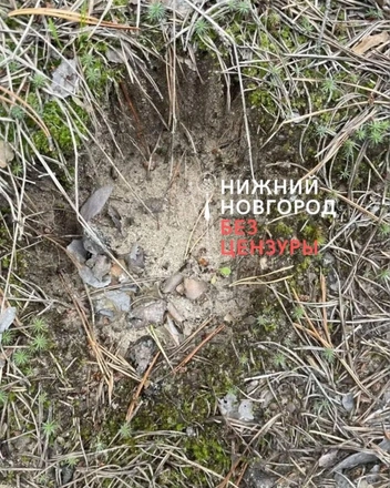 Следы медведя у поселка Фролищи | Источник: Нижний Новгород без цензуры / Telegram