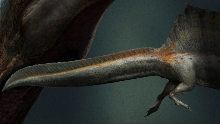 Подтверждено существование водоплавающих хищных динозавров