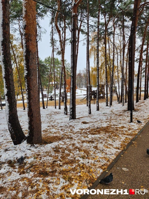 Ноябрь в Воронеже может быть очень симпатичным и ярким | Источник: читатель Voronezh1