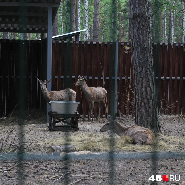 Три благородных оленя живут в Натурпарке | Источник: Александр Лисихин / 45.RU