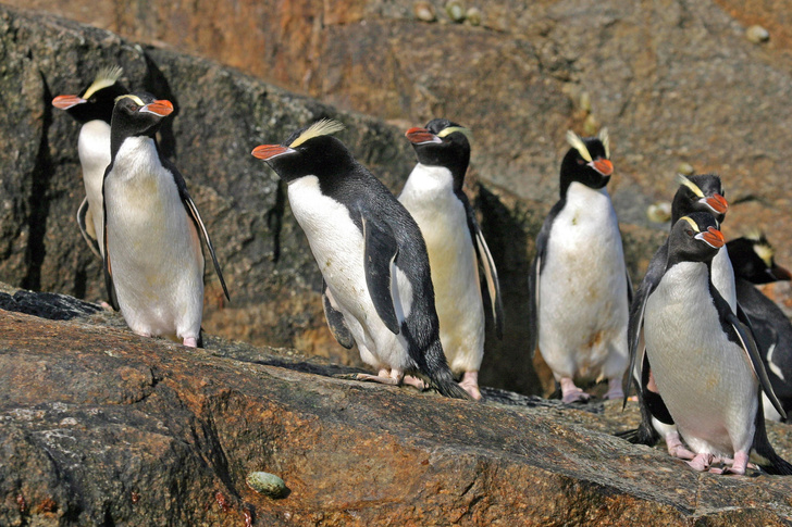 Не только в Антарктиде: посмотрите на 16 видов пингвинов из разных краев