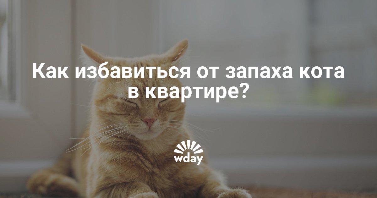 Избавиться от запаха кота на диване