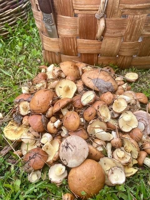 Жительница Поморья собрала целую корзину грибов | Источник: Любовь Петрова