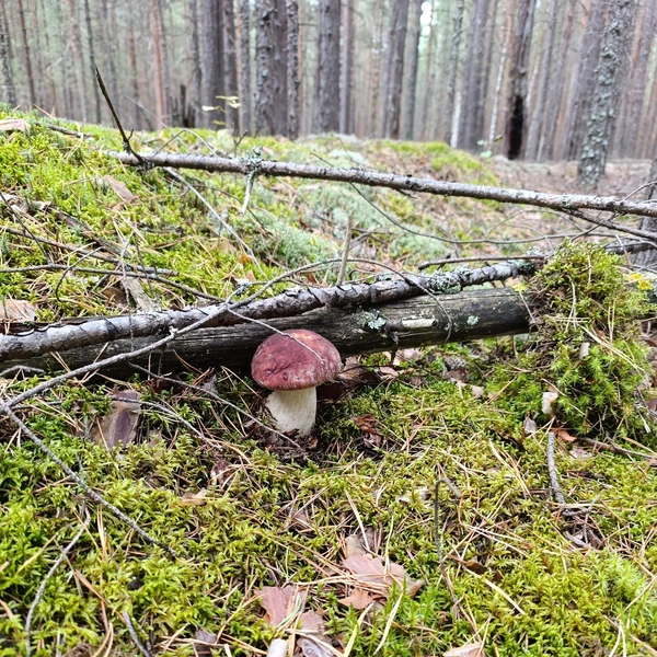 Источник: Татьяна Перевозчикова / Дары лесов Урала. Грибы Екатеринбурга и области / Vk.com