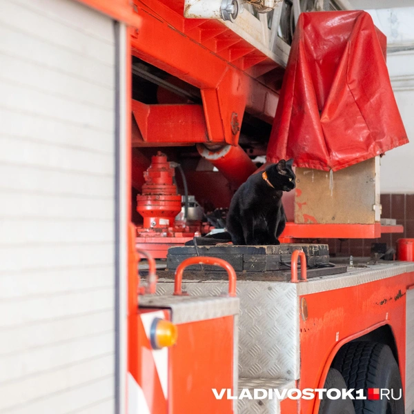 Источник: Елена Буйвол / VLADIVOSTOK1.RU