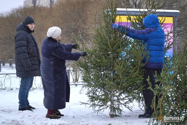 Праздник к нам приходит: в Петербурге распродают вырубленные елки | Источник: Павел Даиси / FONTANKA.RU