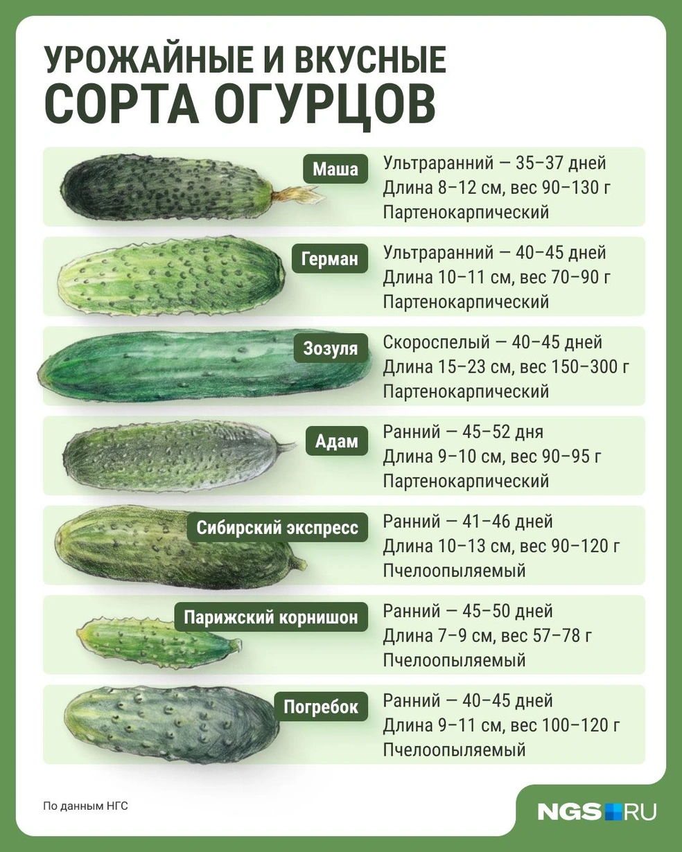 Источник: Филипп Сапегин / Городские медиа