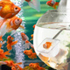 Причины помутнения воды в аквариуме