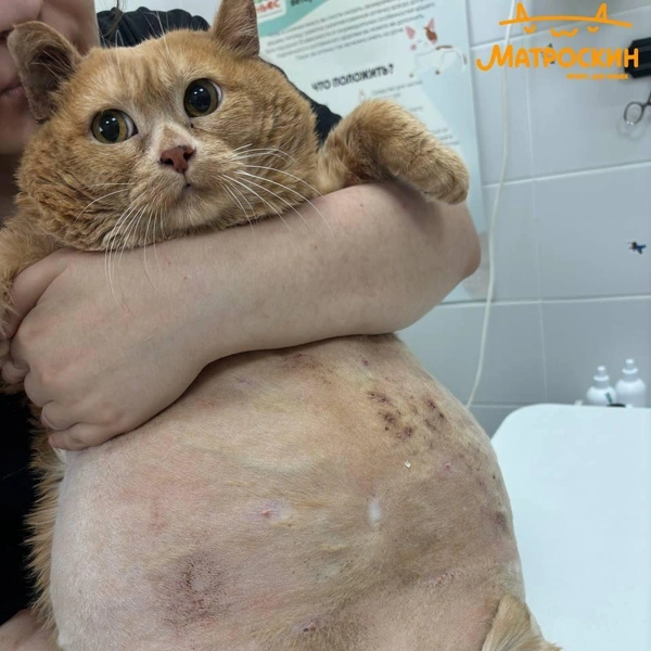 Источник: vk.com/cat_kroshik