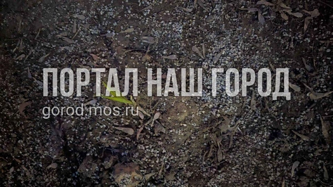 Весной всплывают реагенты | Источник: gorod.mos.ru