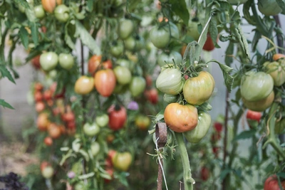 18 Tons of Virus-Infected Tomatoes Returned to Uzbekistan