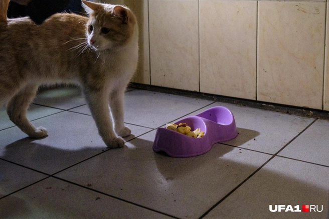 Что у нас сегодня на обед? | Источник: Булат Салихов / UFA1.RU