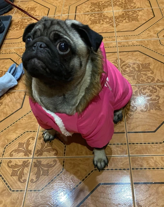 Мопс с помощью своего пронзительного взгляда пытается убедить хозяйку в том, что выходить в мороз на улицу ему необязательно  | Источник: читательница НГС Мария