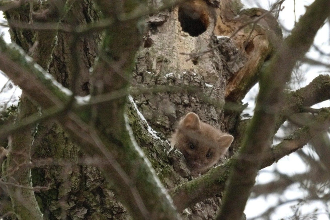 Источник: Каждой твари по паре / Телеграм