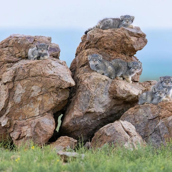 Портрет шести котят манула вышел в финал конкурса Siena International Photo Awards 2025 | Источник: Amit Eshel / Siena International Photo Awards 2025