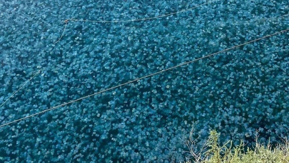 Море у берегов Сочи превратилось в суп из медуз — кадры, на которых вода выглядит как кисель