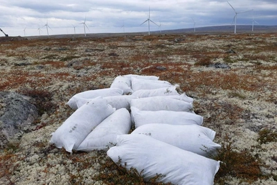 Reindeer lichen stripped in Murmansk tundra