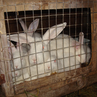 Аватарка Незабываемая Матильда