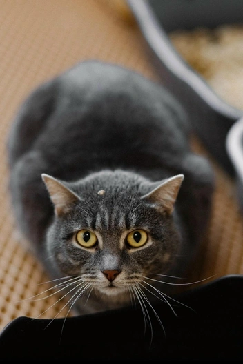 Кот словно смотрит в душу! | Источник: Счастливый хвост. Помощь кошкам. Пермь / Vk.com