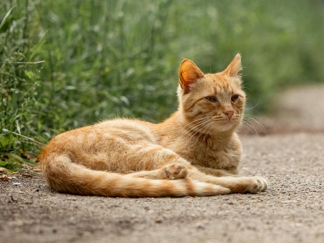Коты охотно обживают зелёные дворы и заросшие участки | Источник: Александр Куренной / 76.RU